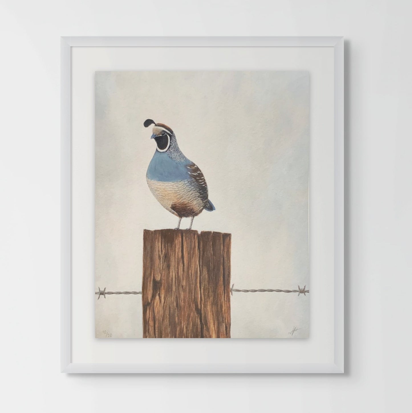 QUAIL