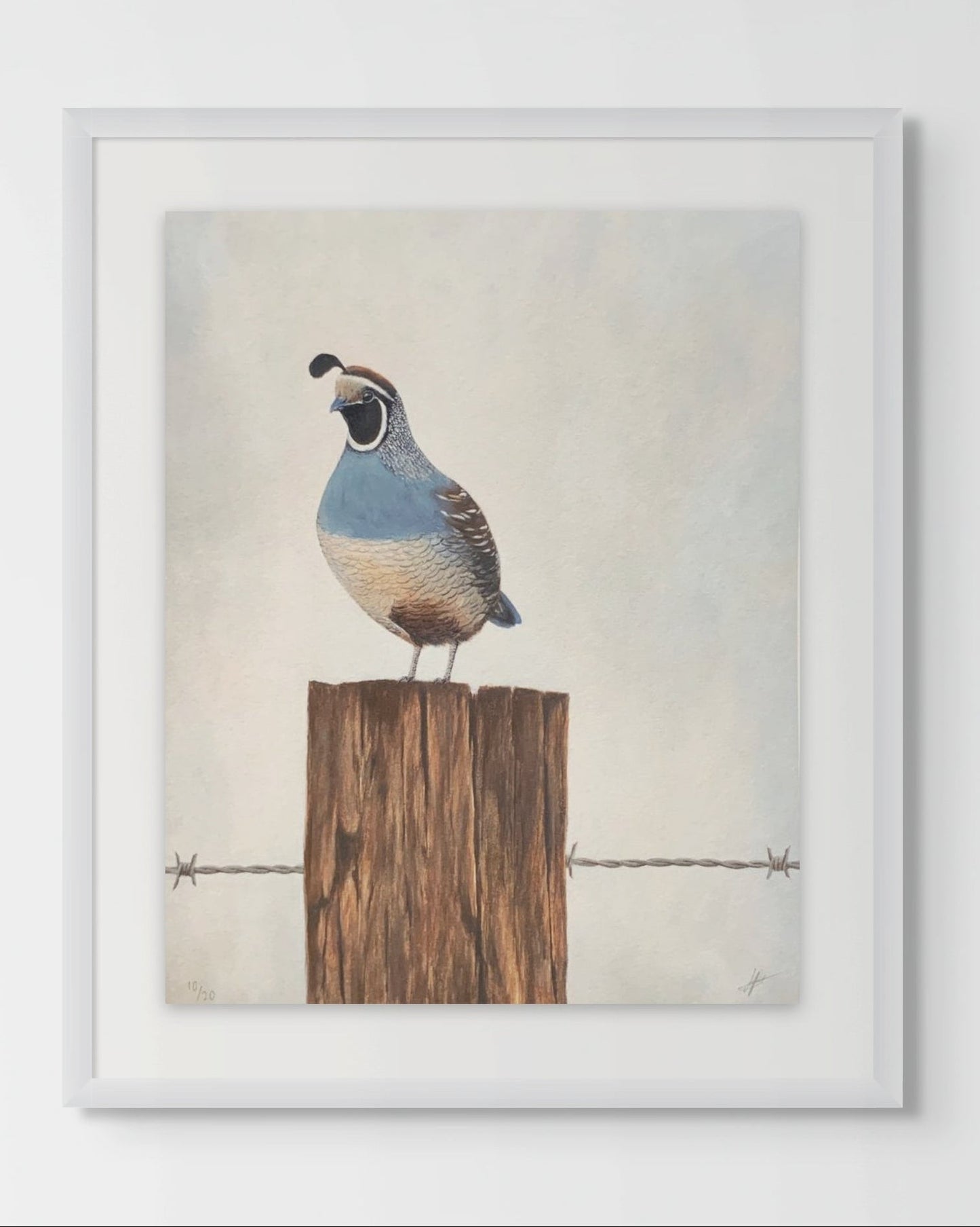 QUAIL