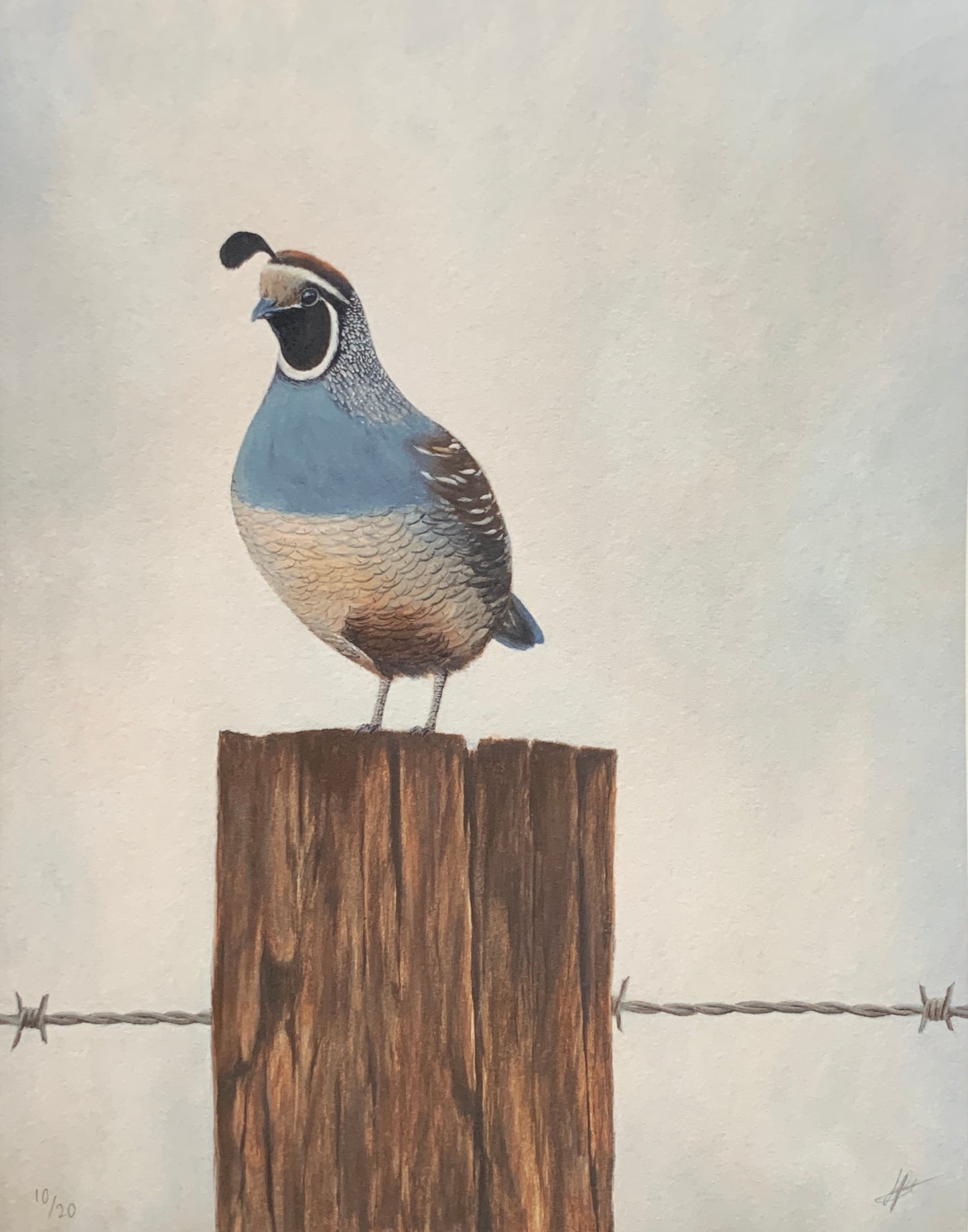 QUAIL