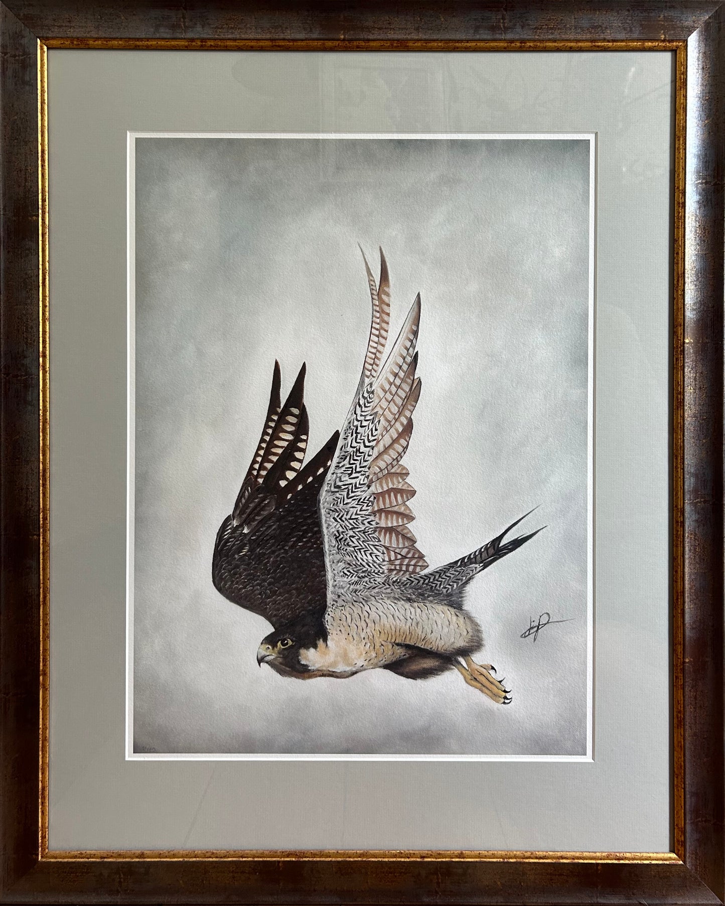 PEREGRINE FALCON