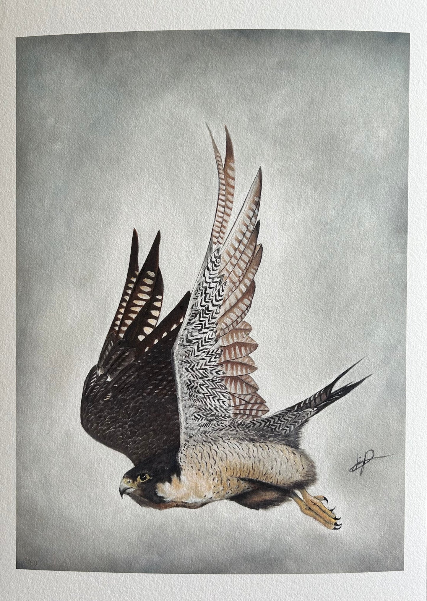 PEREGRINE FALCON