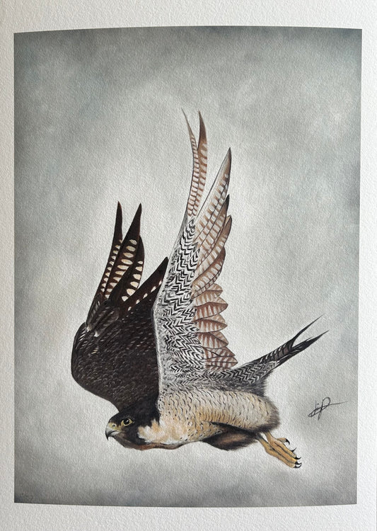 PEREGRINE FALCON