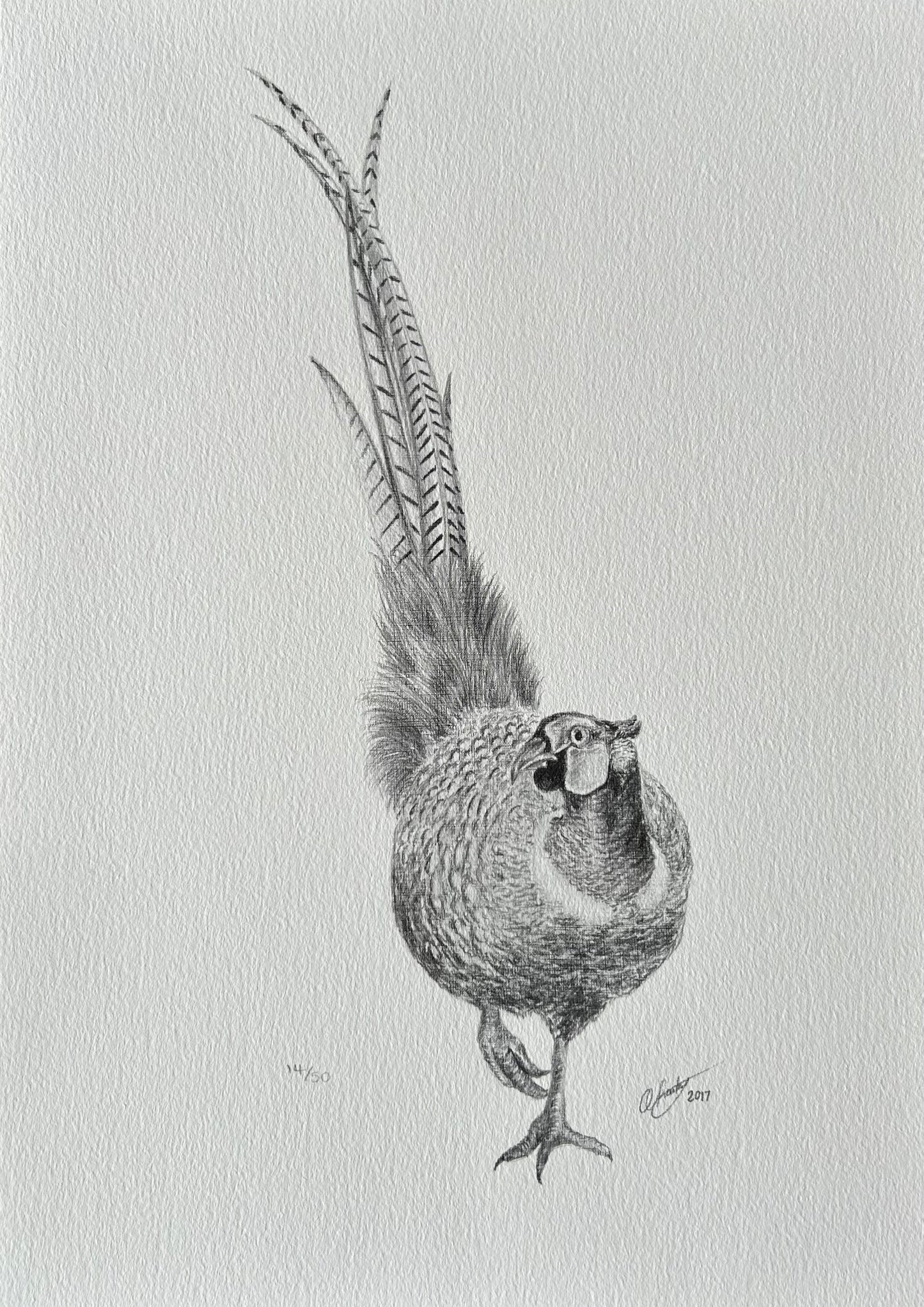 PHEASANT