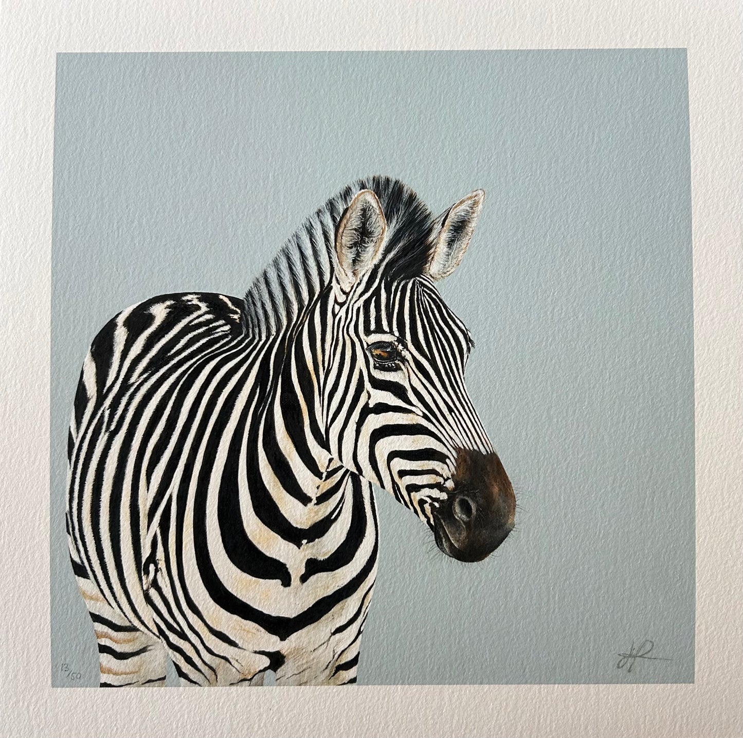 ZEBRA