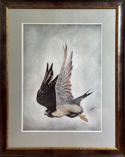 PEREGRINE FALCON