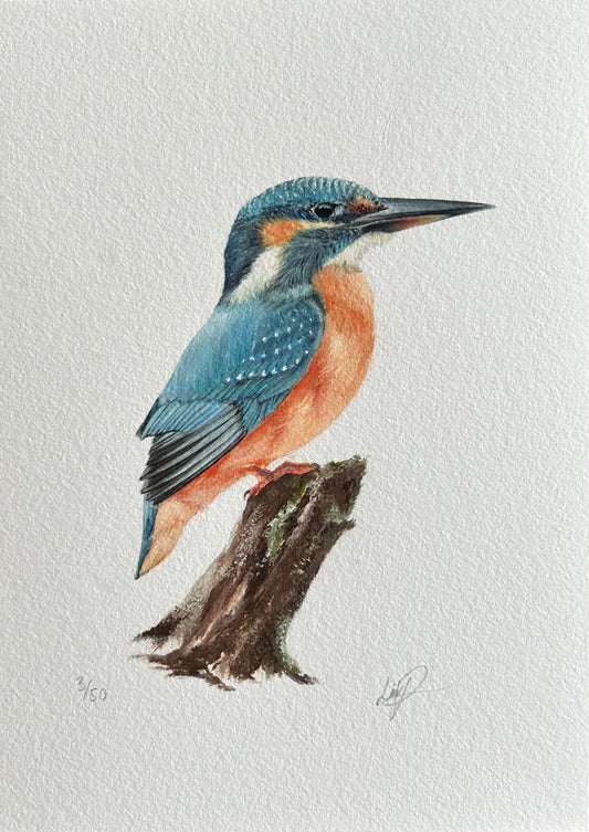 PERCHED KOTARE