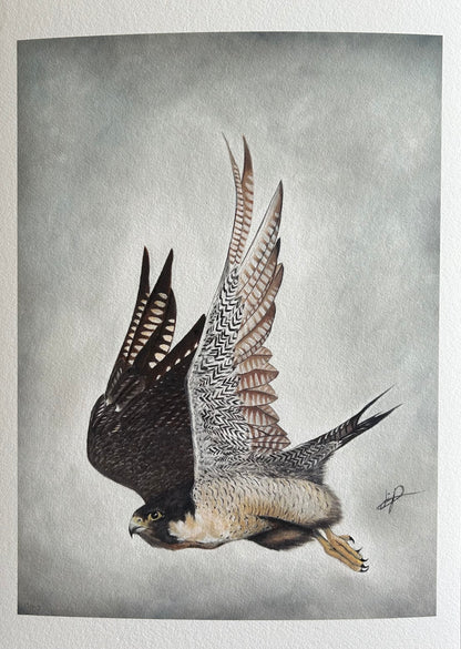 PEREGRINE FALCON