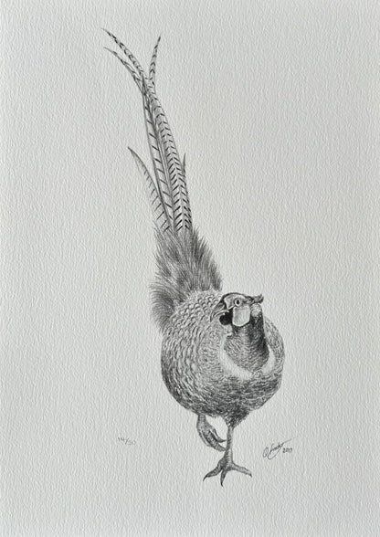 PHEASANT