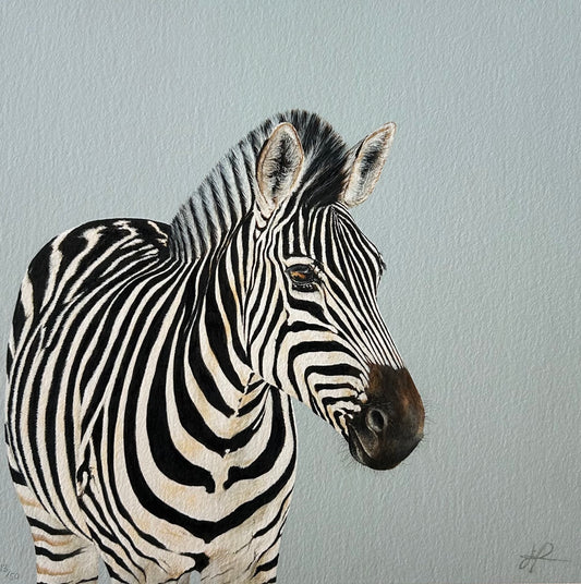 ZEBRA